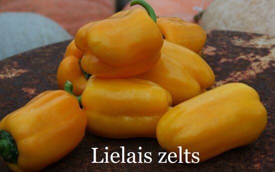 Lielais zelts (paprikas stāds podiņā)